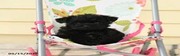 Yorkiepoo dogs for sale: Celine - Ad 1