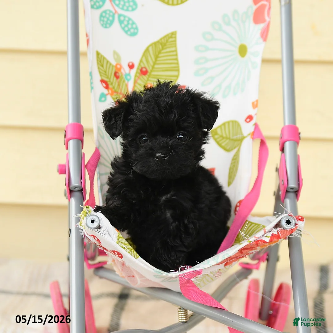 Yorkiepoo dogs for sale: Celine - Ad 1