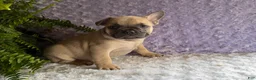 French Bulldog dogs for sale: Snoopy  - Ad 5