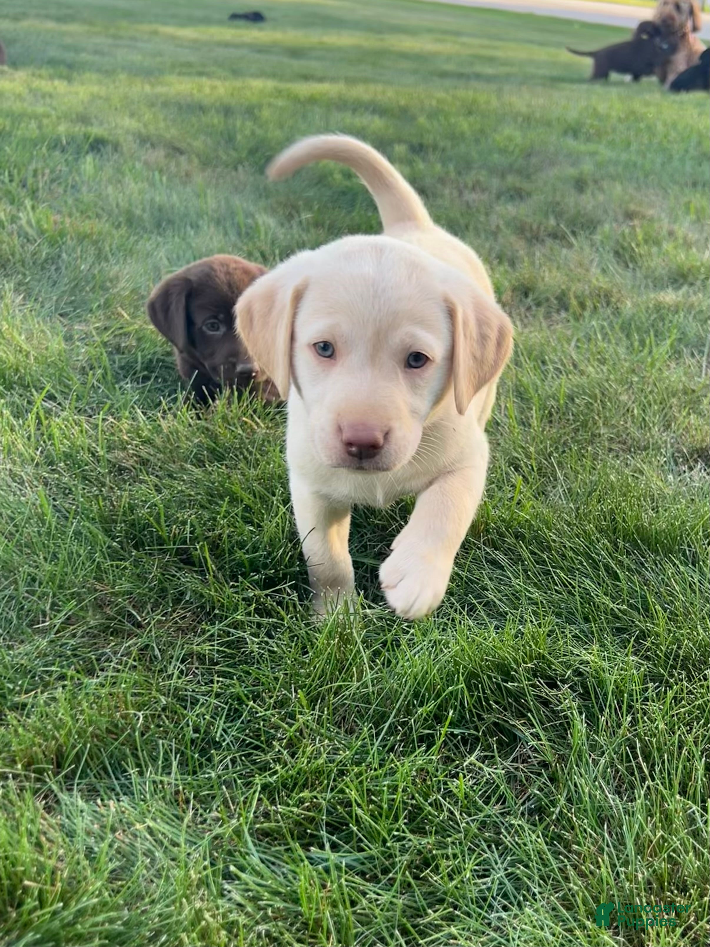 Labrador Retriever dogs Oakley - Ad 2