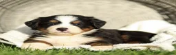Bernese Mountain Dog dogs for sale: Jasmine Bernese Mountain Dog  - Ad 3