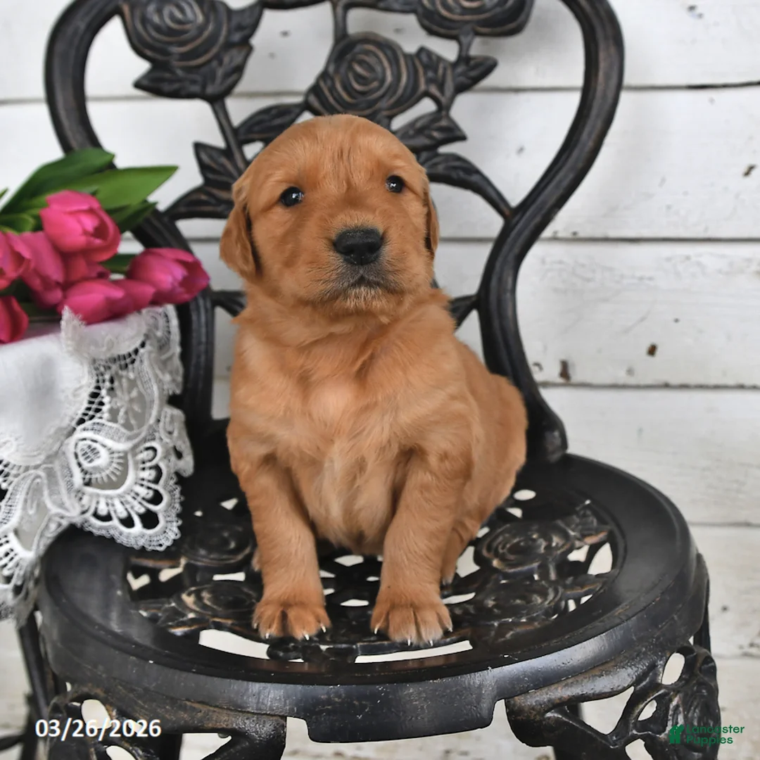 Golden Retriever dogs for sale: Troy - Ad 1