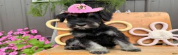 Miniature Schnauzer dogs for sale: Kayla Miniature Schnauzer  - Ad 4