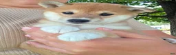 Shiba Inu dogs for sale: Freedom - Ad 3