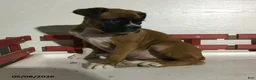 Boxer dogs for sale: Reba - Ad 4