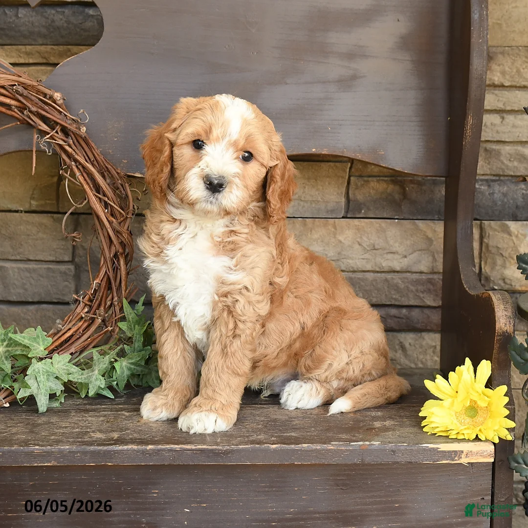 Mini Goldendoodle dogs for sale: Marley - Ad 1