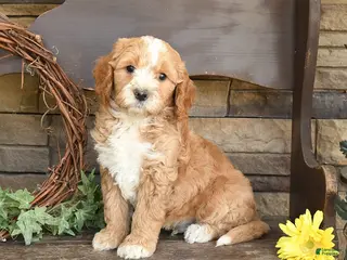 Mini Goldendoodle dogs for sale: Marley - Ad 4