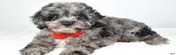 Cockapoo dogs for sale: Zoey - Ad 6