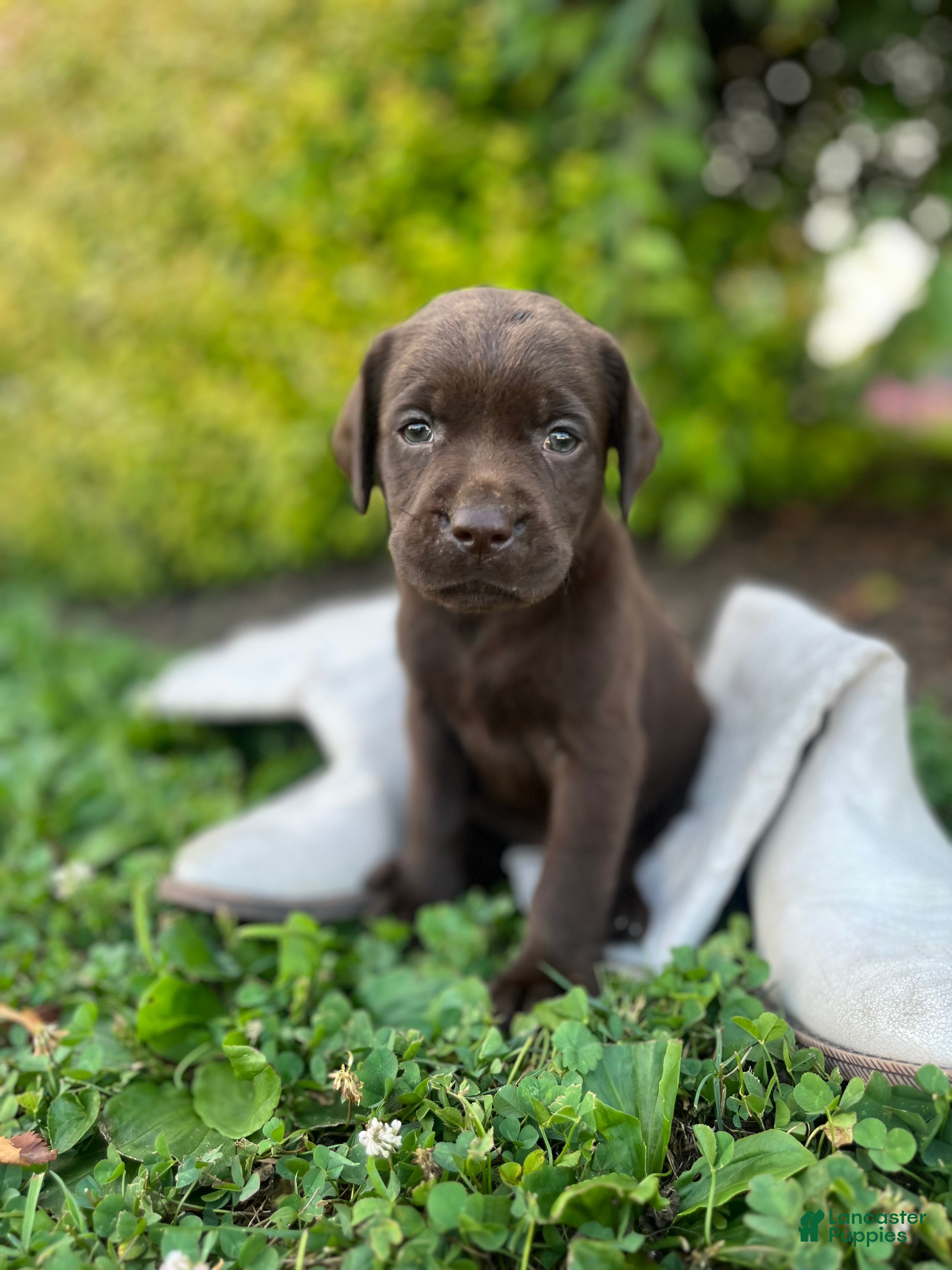 Labrador Retriever dogs Labrador Retriever 3 - Ad 1