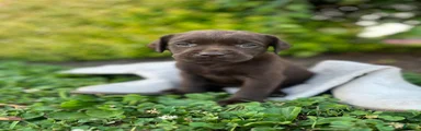 Labrador Retriever 3