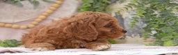 Cavapoo dogs for sale: Jude - Ad 3