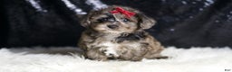 Yorkiepoo dogs for sale: Uno - Ad 1