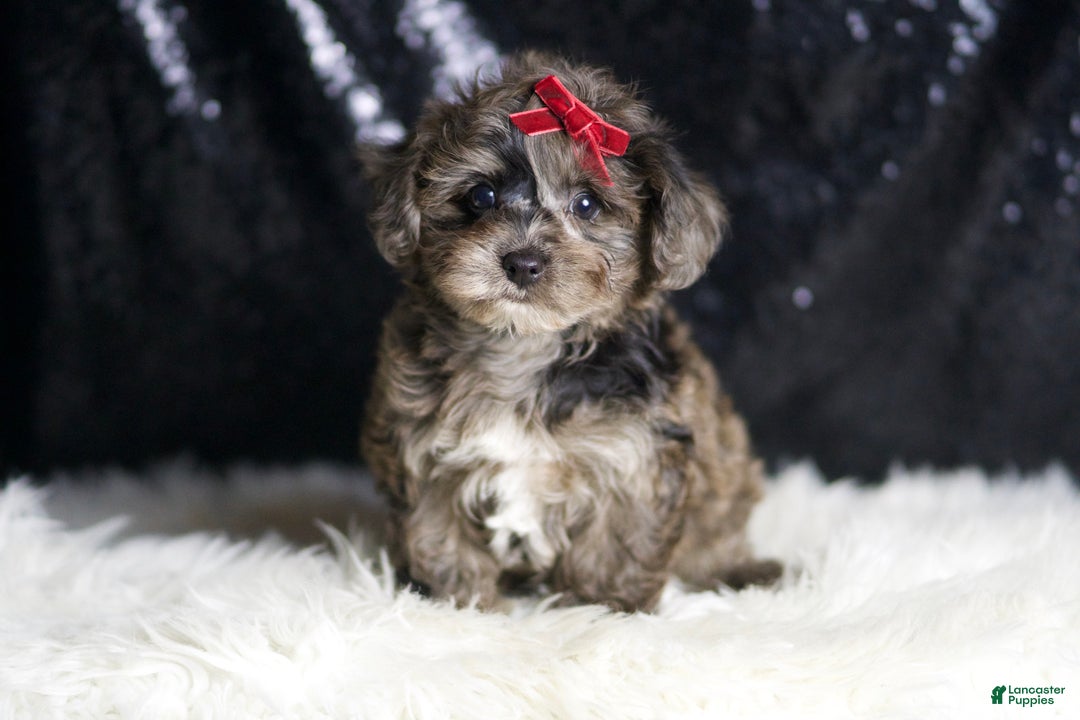 Yorkiepoo dogs for sale: Uno - Ad 1