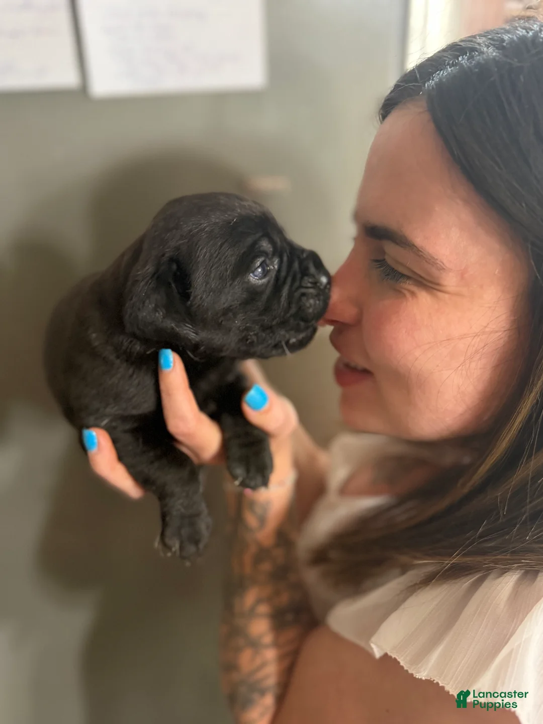 Cane Corso dogs for sale: ROXY - Ad 1