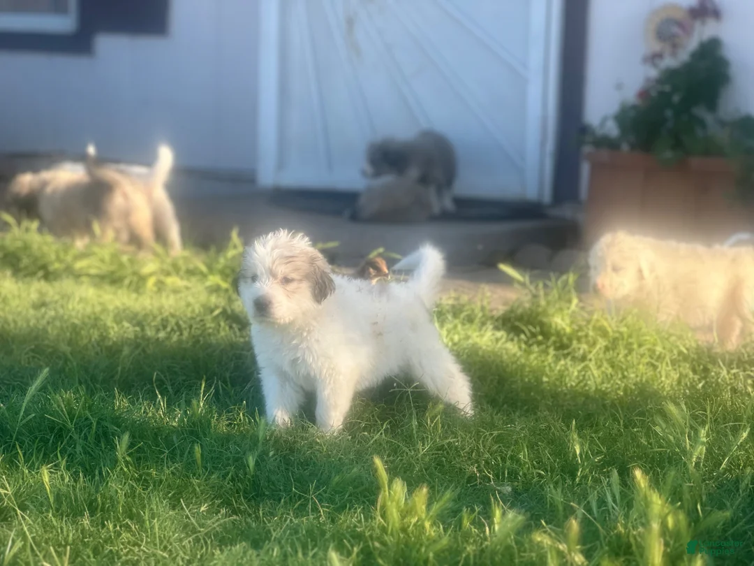 Mixed Breed dogs for sale: Mixed Breed Puppy 10 - Ad 1