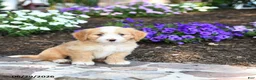 Mini Bernedoodle dogs for sale: Pedro - Ad 2