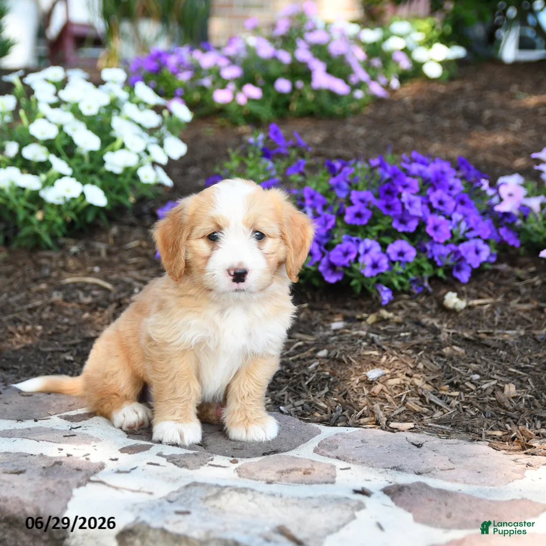 Mini Bernedoodle dogs for sale: Pedro - Ad 2