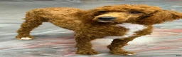 Miniature Poodle dogs for sale: Fireball - Ad 3