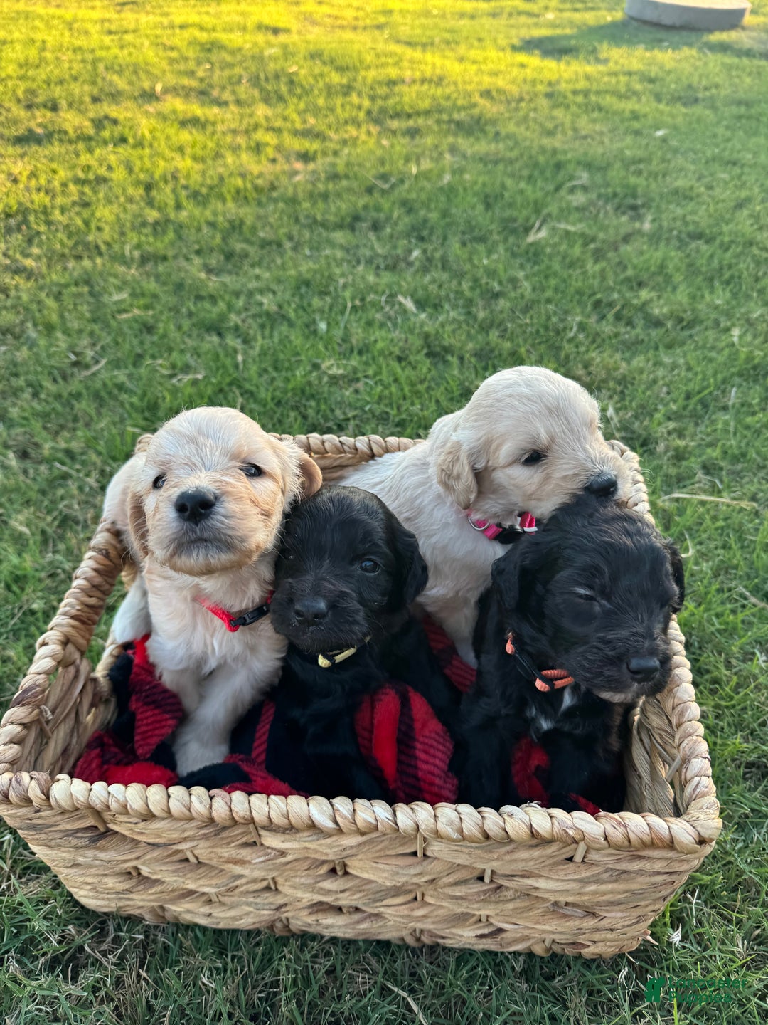 Goldendoodle dogs for sale: Yellow collar girl - Ad 16