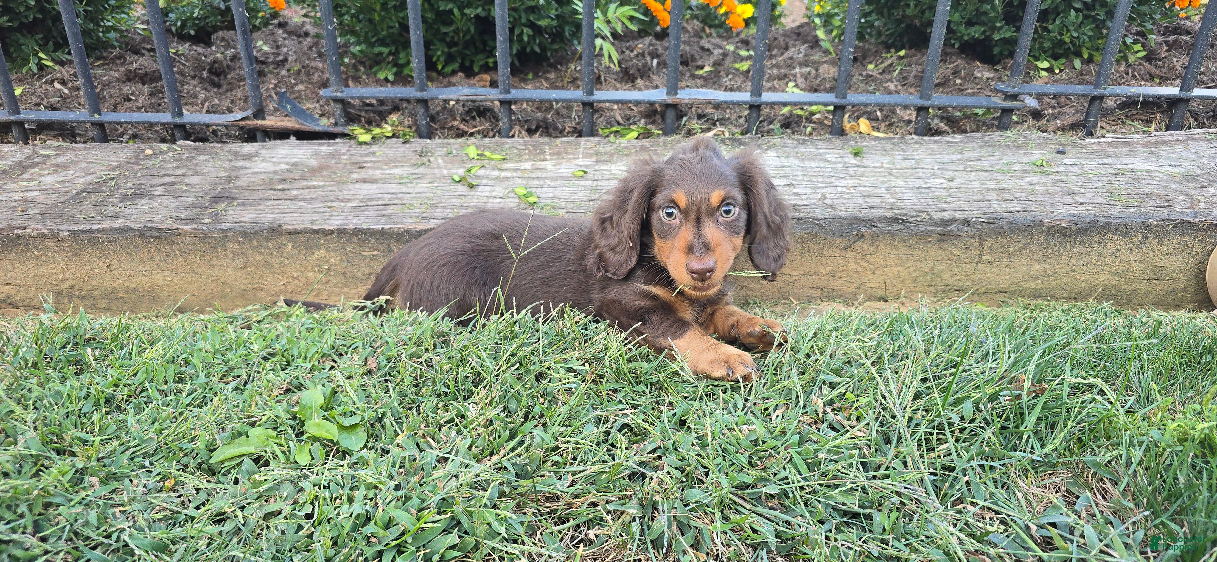 Miniature Dachshund dogs Stacy - Ad 1