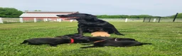 Labrador Retriever dogs for sale: Red Male - Ad 3