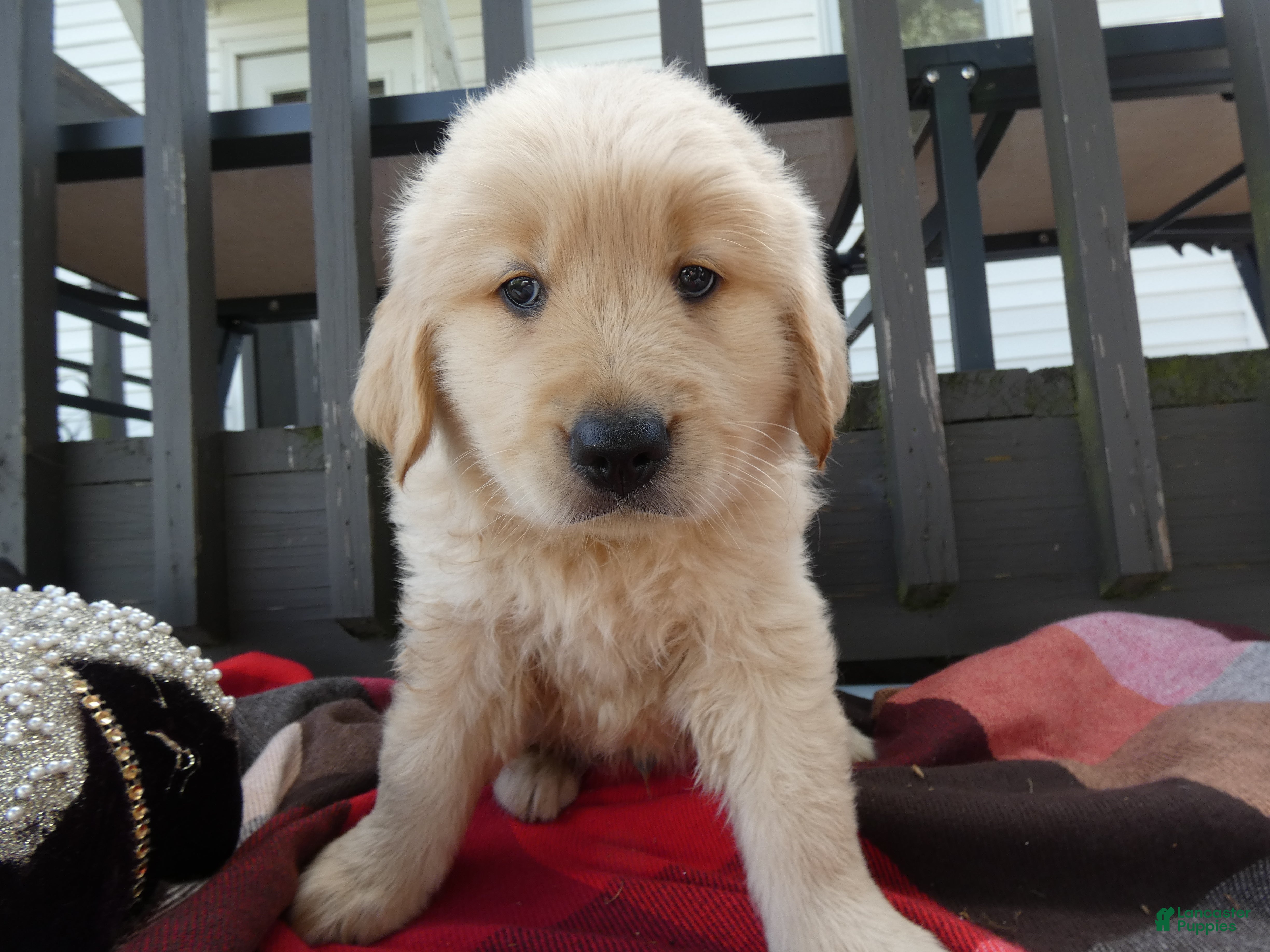 Golden Retriever dogs Golden Retriever 3 Bruno - Ad 21