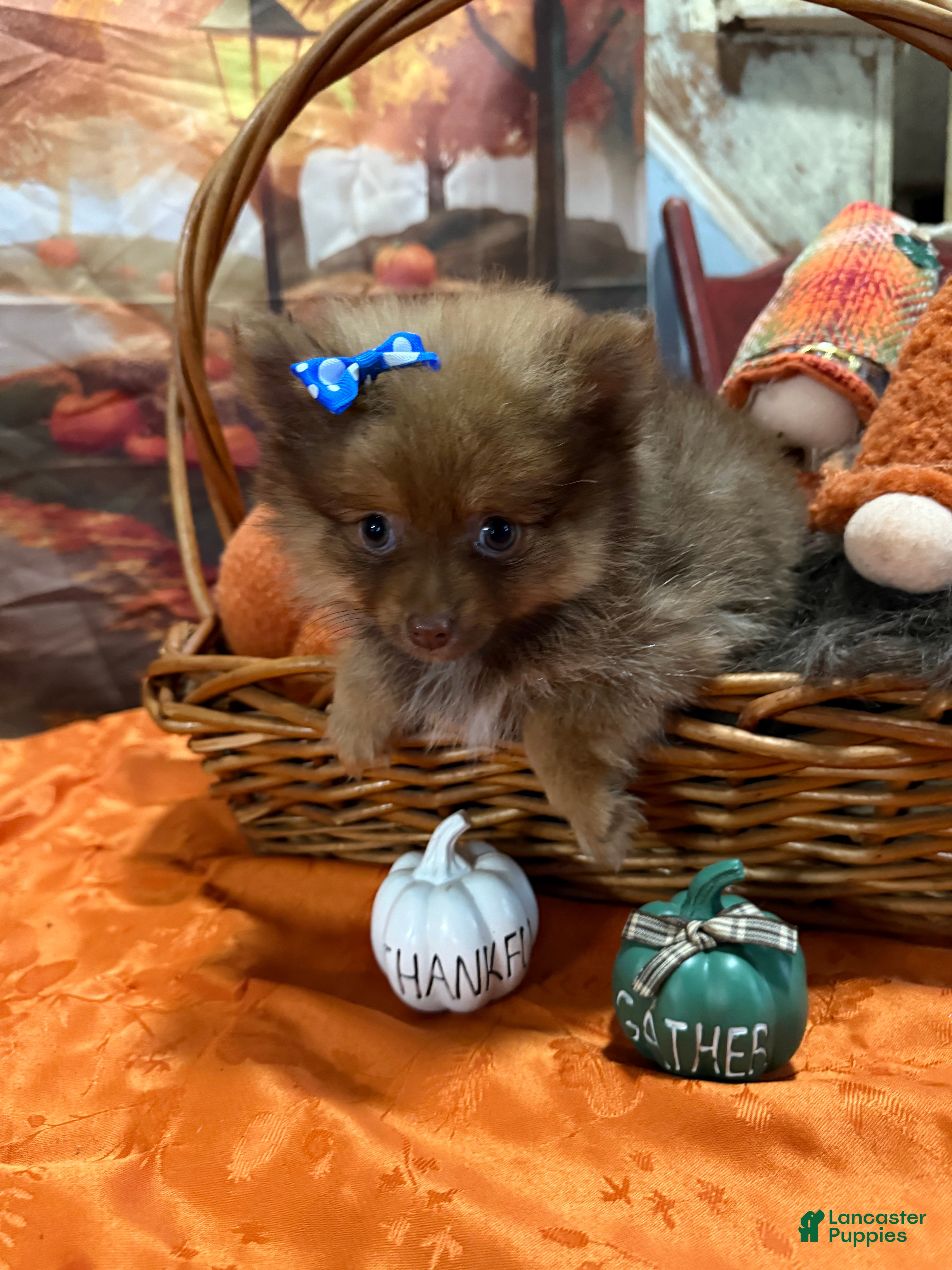 Pomeranian dogs Joy small - Ad 17