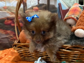 Pomeranian dogs Joy small - Ad 8