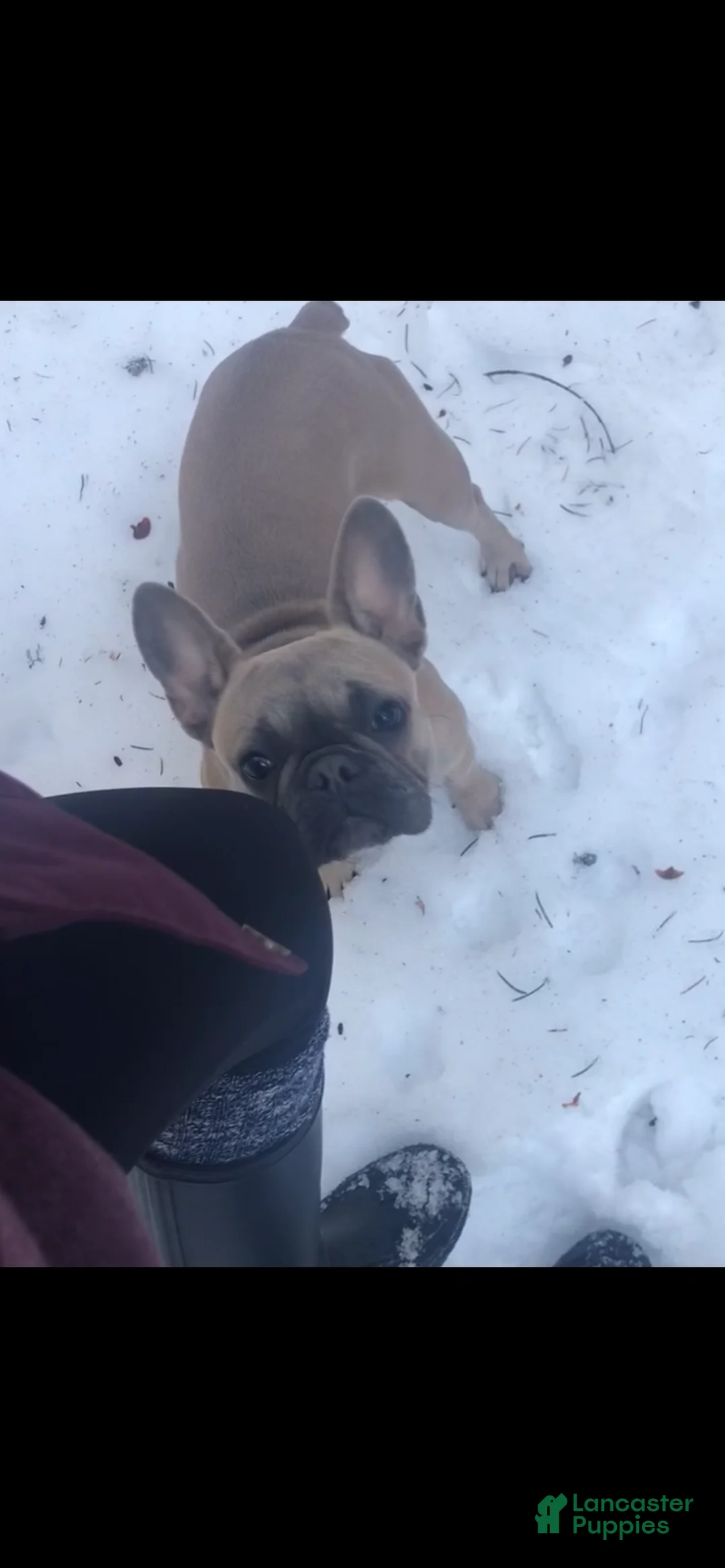 French Bulldog dogs for sale: Hector  - Ad 5