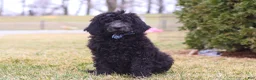 Newfypoo dogs for sale: Brady - Ad 4