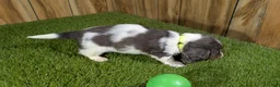 Miniature Dachshund dogs for sale: Pansy Boy - Ad 4
