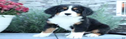Bernese Mountain Dog dogs for sale: Amber - Ad 3