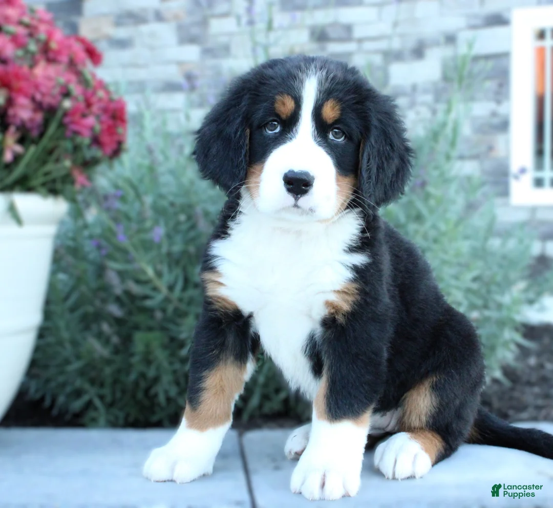 Bernese Mountain Dog dogs for sale: Amber - Ad 3