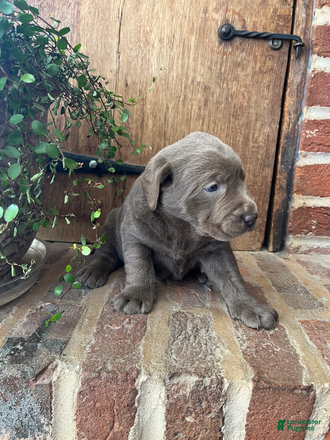 Labrador Retriever dogs for sale: Brownie - Ad 2