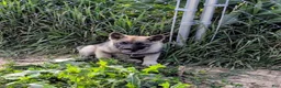 Norwegian Elkhound dogs for sale: RED COLLAR - Ad 8