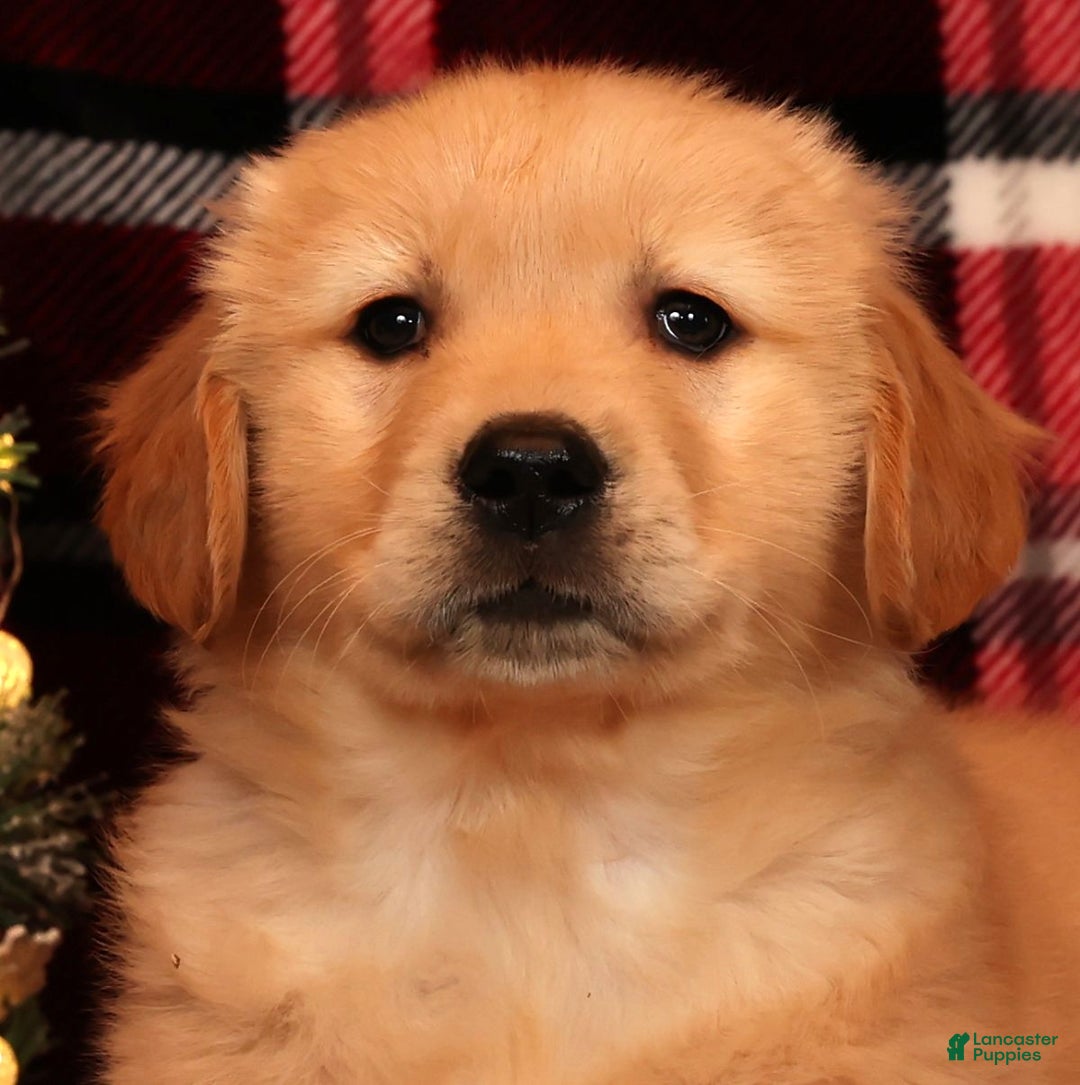 Golden Retriever dogs for sale: Donner - Ad 9
