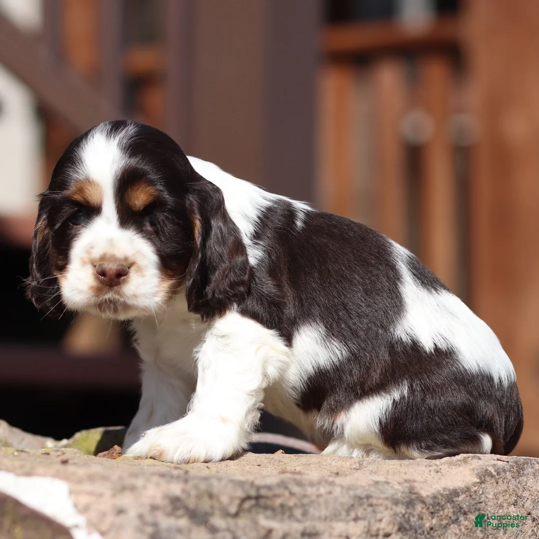 Cocker Spaniel dogs for sale: Willow Cocker Spaniel Puppy  - Ad 5