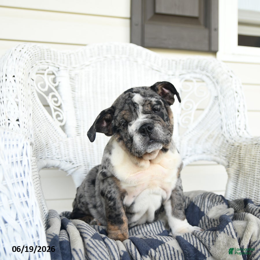 English Bulldog dogs Sage - Ad 1