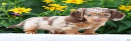 Miniature Dachshund dogs for sale: Bennett - Ad 6