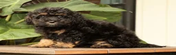 Mini Bernedoodle dogs for sale: Remi - Ad 3