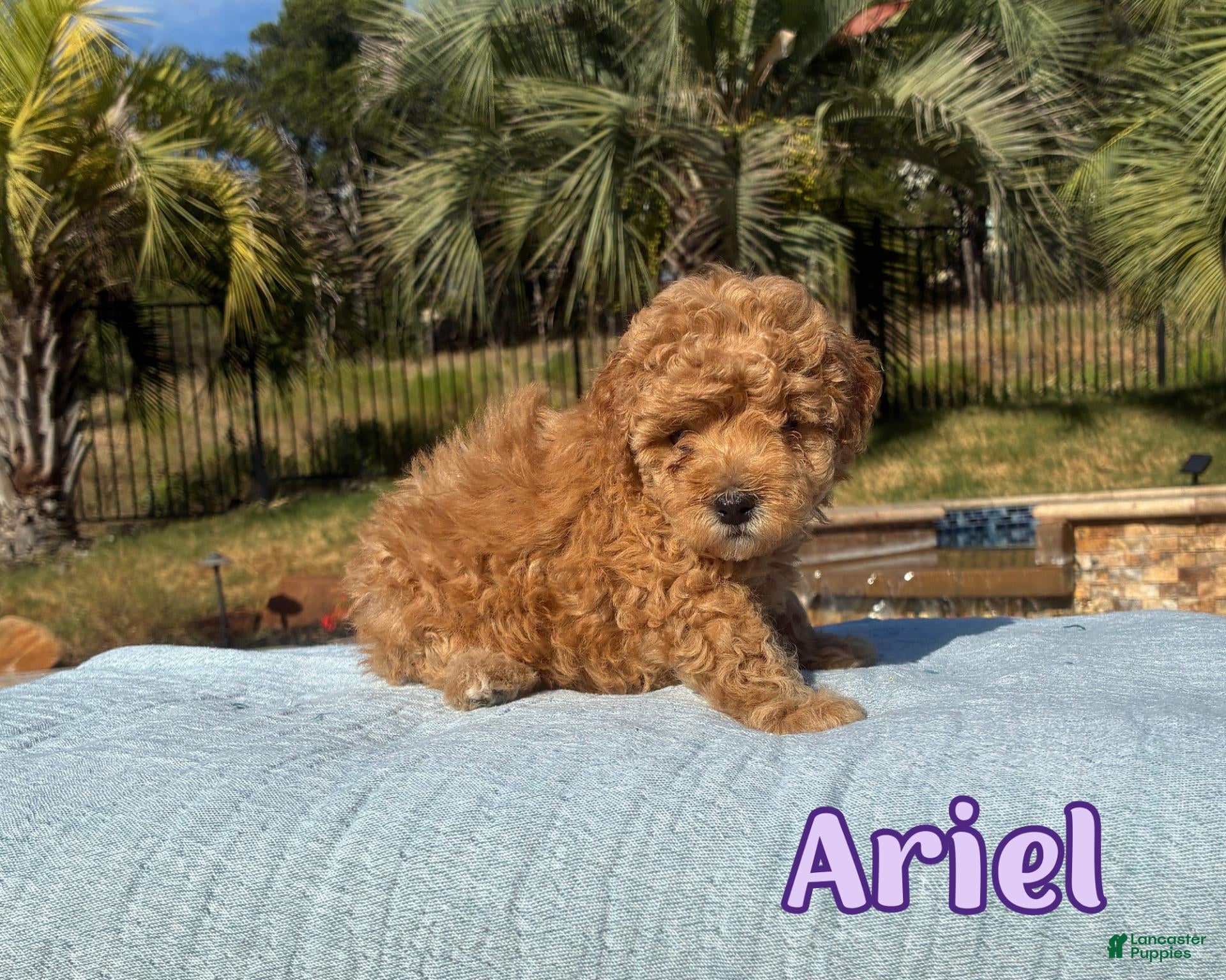 Cavapoo dogs Ariel  - Ad 1