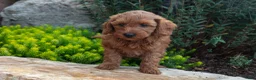 Mini Goldendoodle dogs for sale: Troy - Ad 3