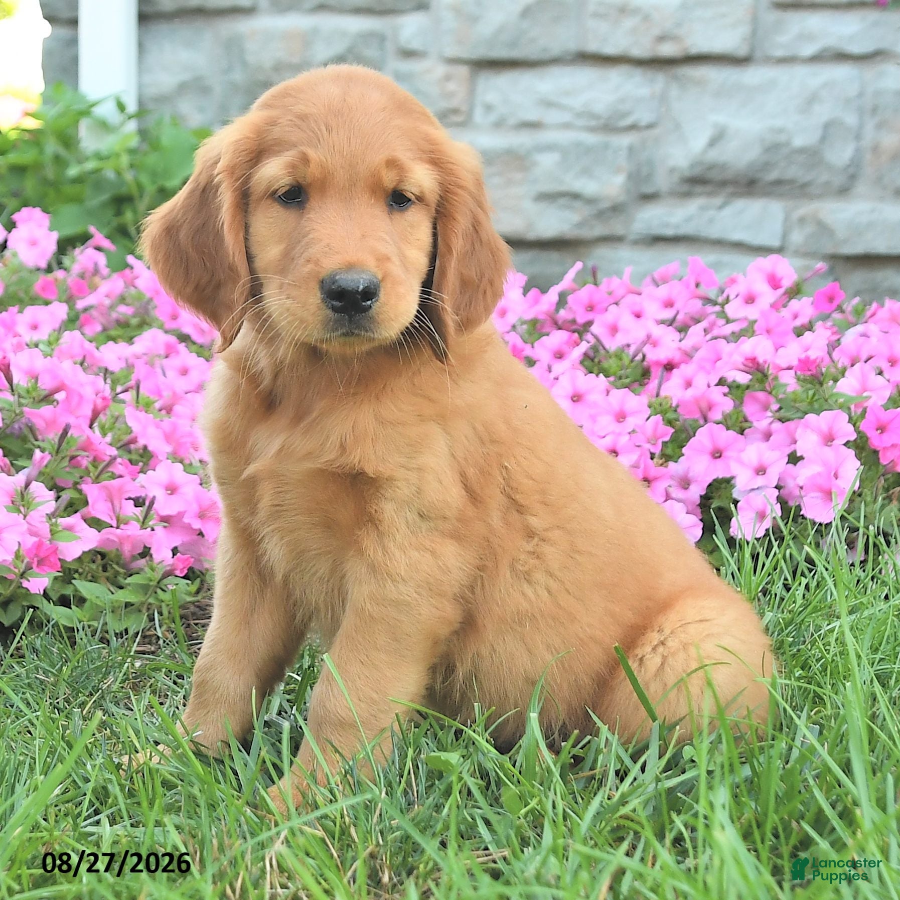 Mixed Breed dogs Liam - Ad 2
