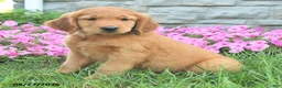 Mixed Breed dogs for sale: Liam - Ad 2