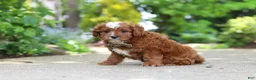 Cavapoo dogs for sale: Theo - Ad 5