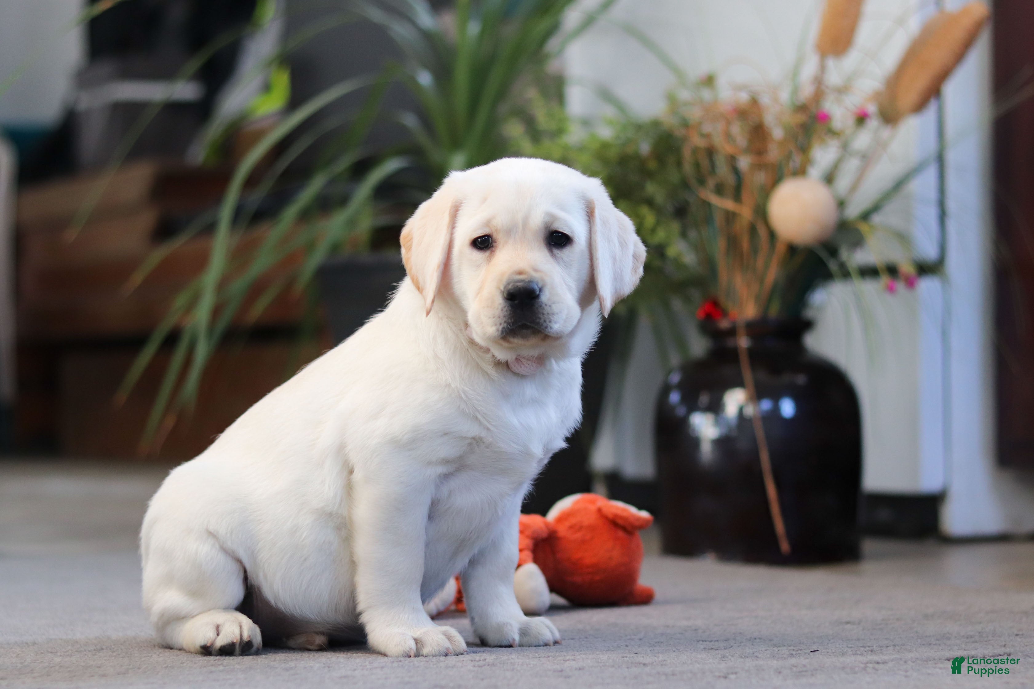 Labrador Retriever dogs Bela - Ad 14