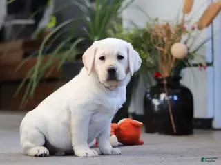 Labrador Retriever dogs Bela - Ad 14