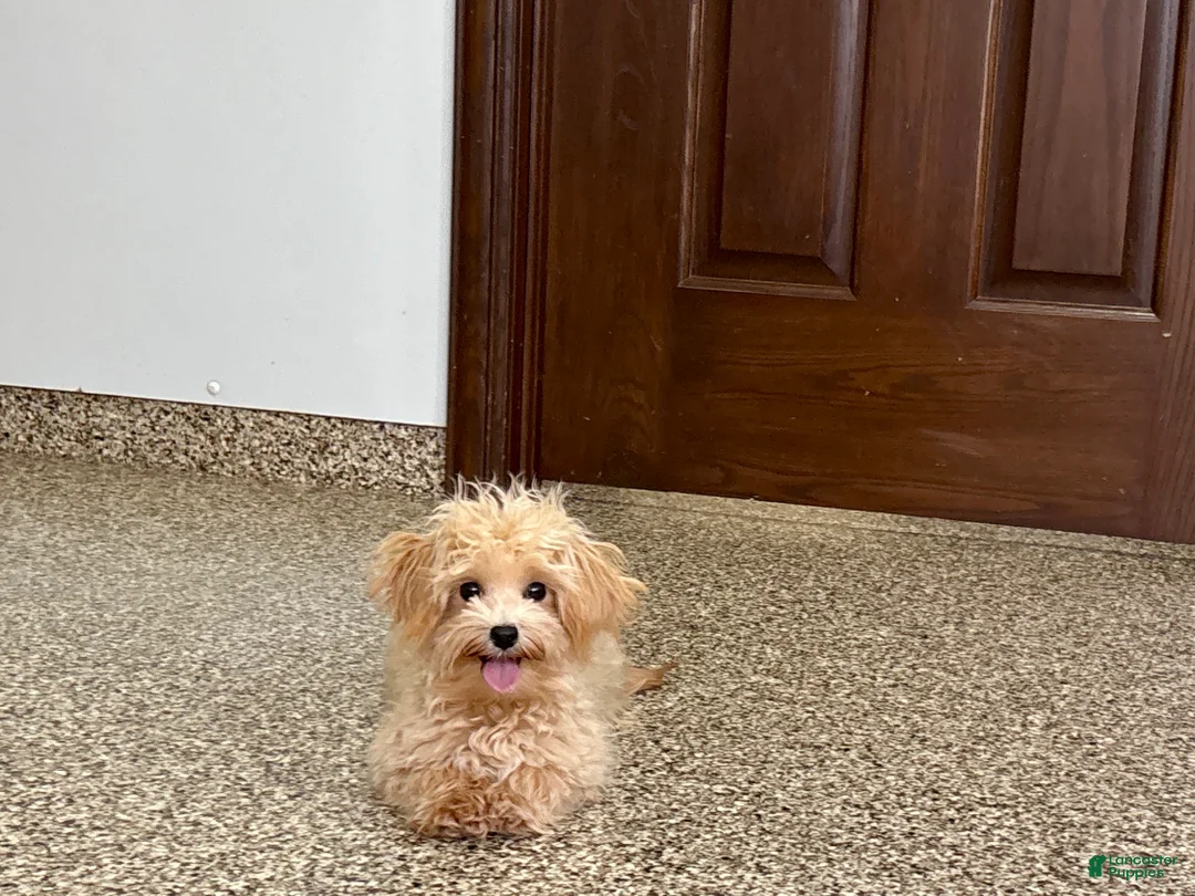 Maltipoo dogs for sale: Tiny - Ad 5