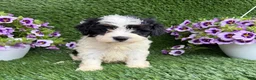 Mixed Breed dogs for sale: Bixby - Ad 1
