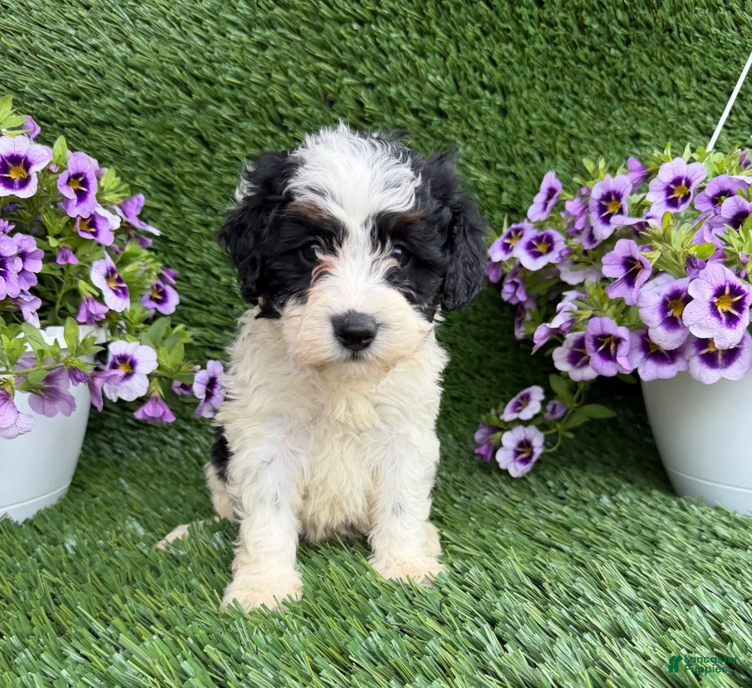 Mixed Breed dogs for sale: Bixby - Ad 1